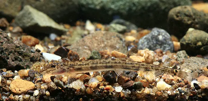 Acanthopsoides molobrion photo