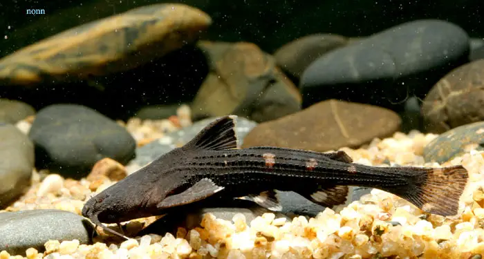 Acrochordonichthys rugosus photo