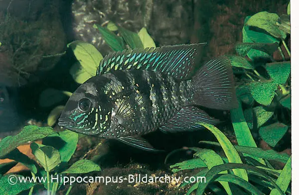 Andinoacara pulcher photo