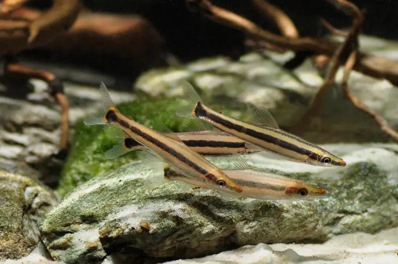 Anostomus ternetzi photo