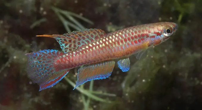 Aphyosemion erythron photo