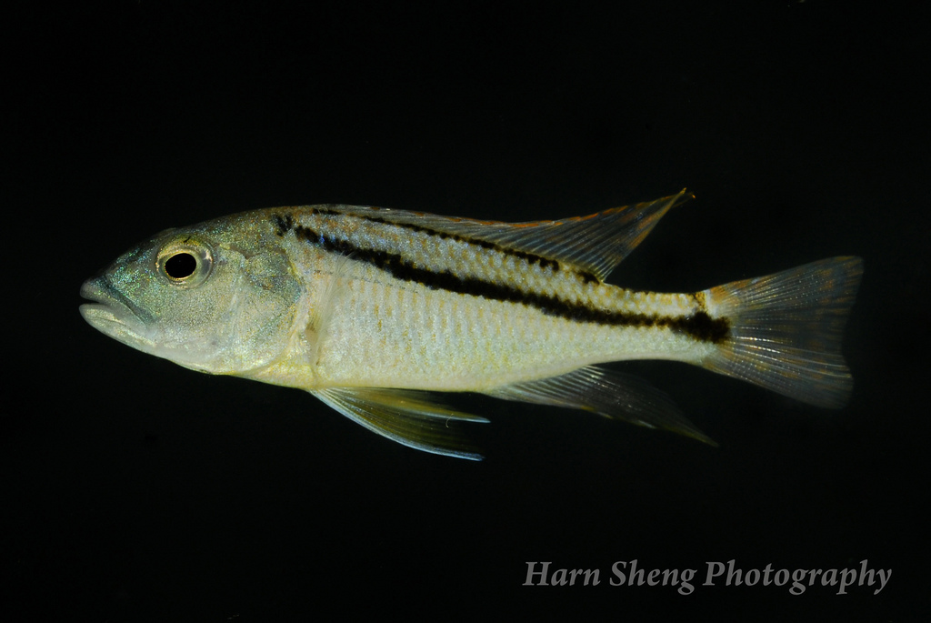 Aristochromis christyi photo