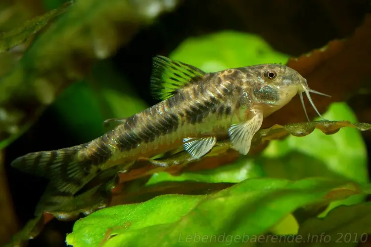 Aspidoras spilotus photo