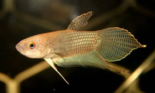 Betta ibanorum photo