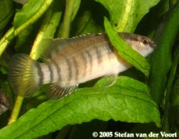 Badis kyar photo