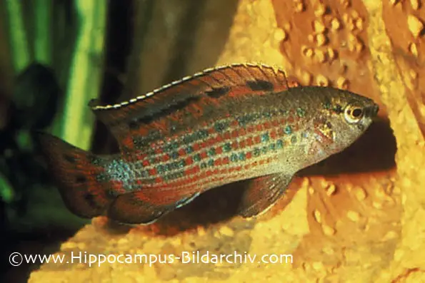 Badis ruber photo