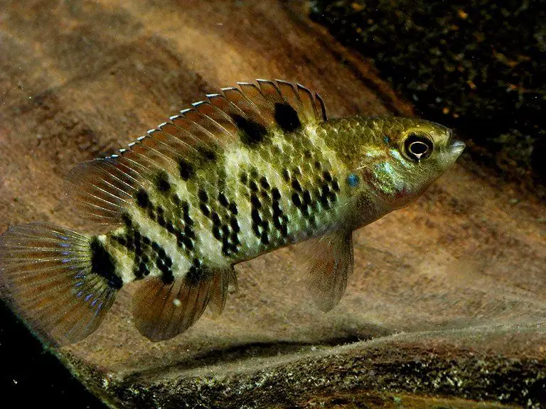 Badis badis photo
