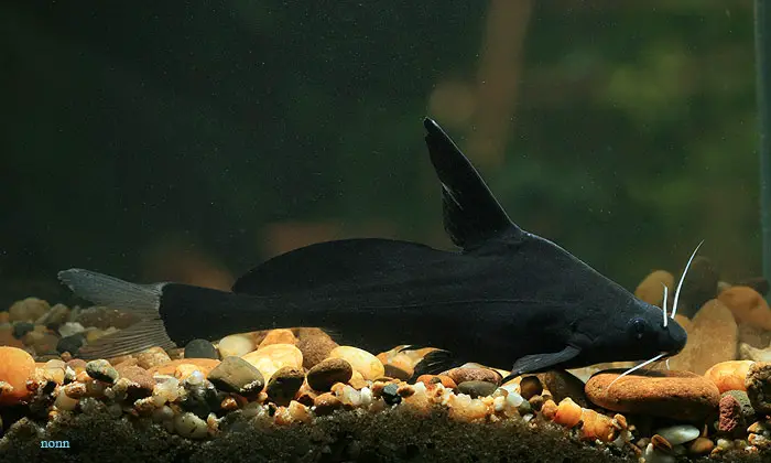 Bagrichthys majusculus photo