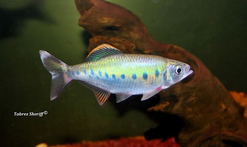 Barilius malabaricus photo
