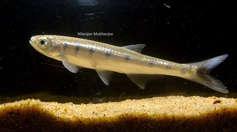Barilius vagra photo