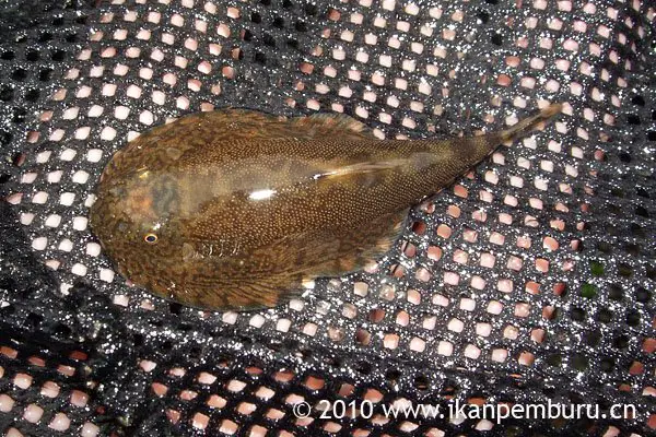 Beaufortia cyclica photo