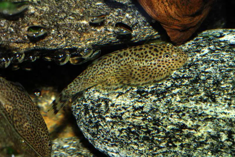 Beaufortia kweichowensis photo