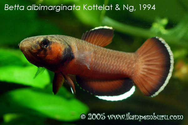 Betta albimarginata photo