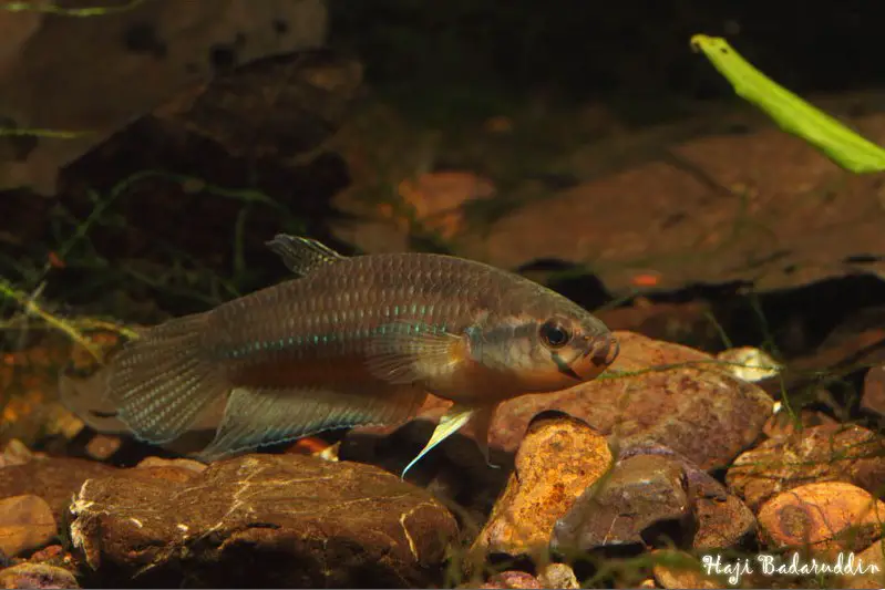 Betta antoni photo