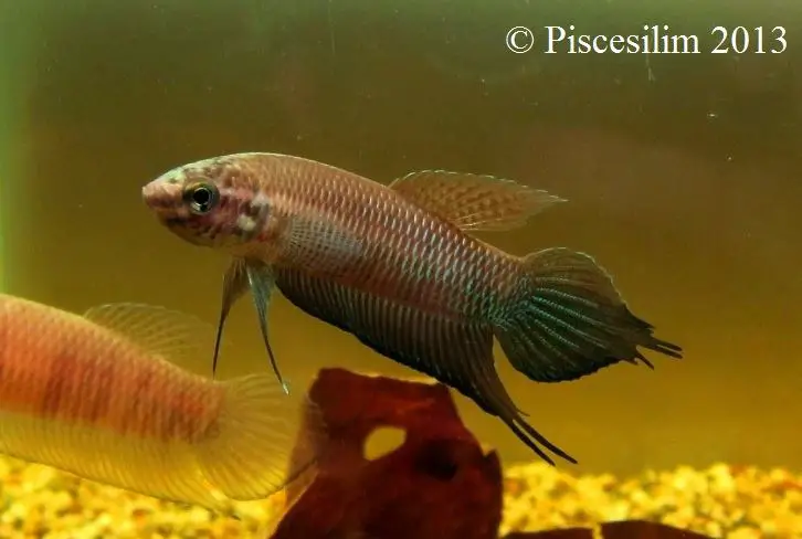 Betta bellica photo