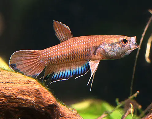 Betta falx photo