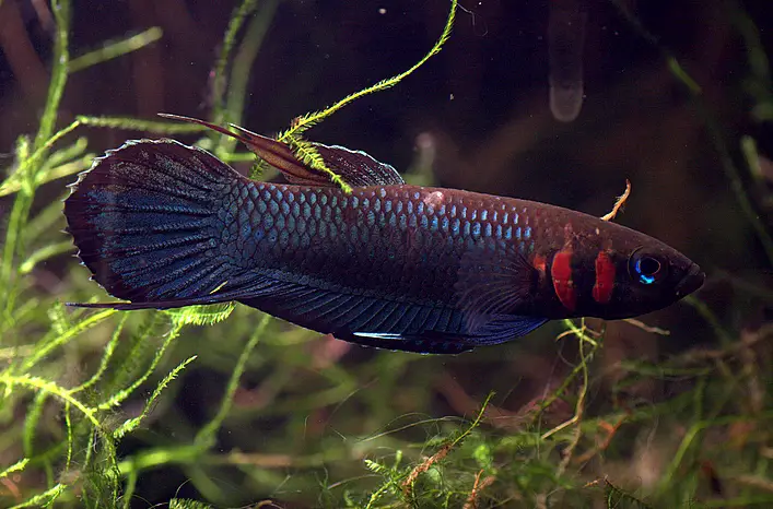 Betta foerschi photo