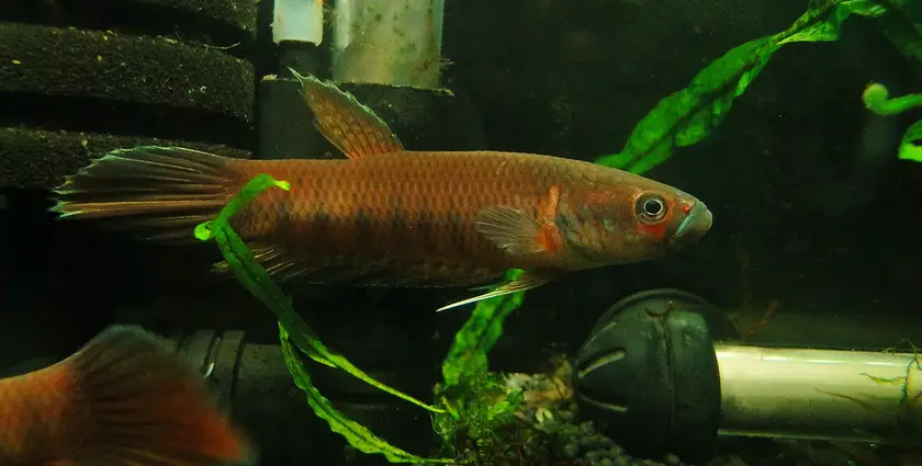 Betta patoti photo