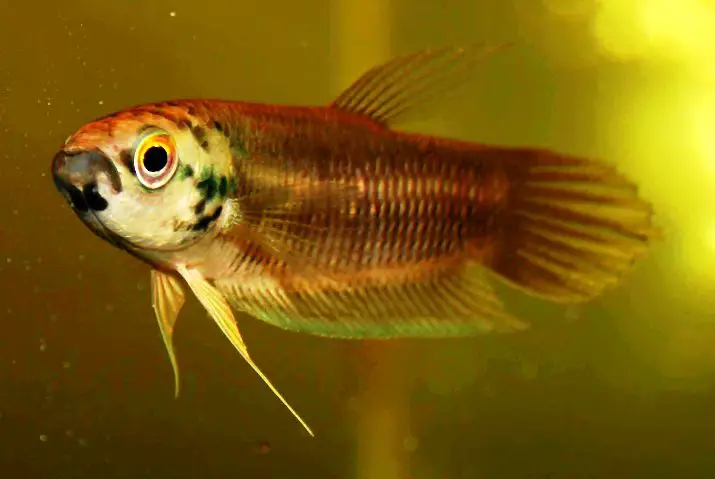 Betta pi photo