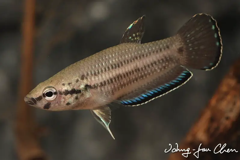 Betta simplex photo