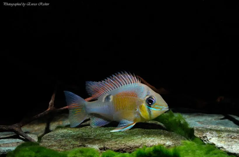 Biotodoma cupido photo