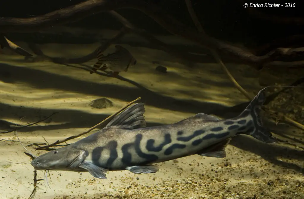 Brachyplatystoma juruense photo