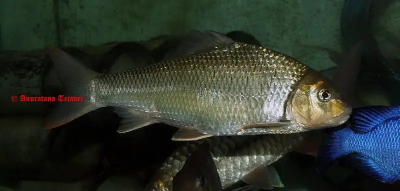 Chagunius baileyi photo
