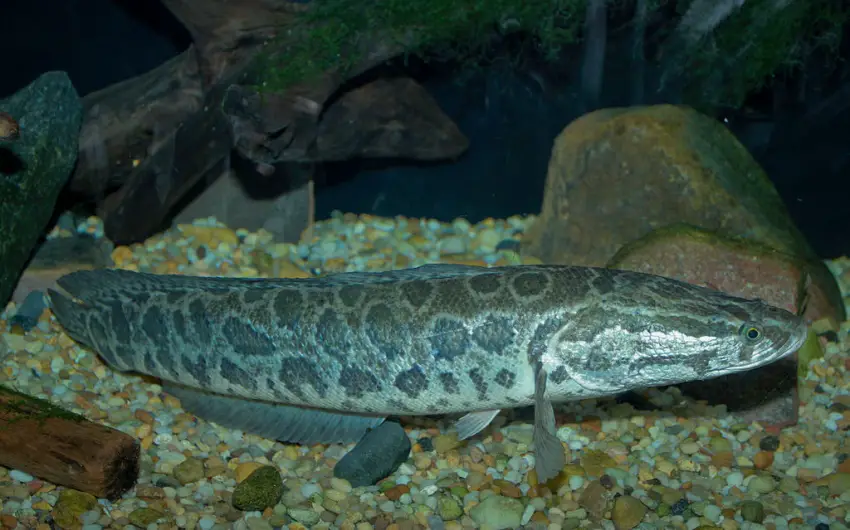 Channa argus photo
