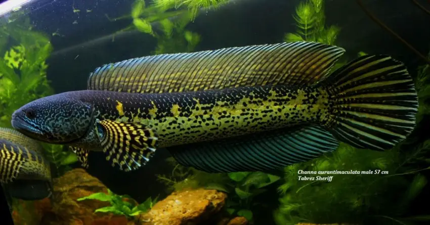 Channa aurantimaculata photo