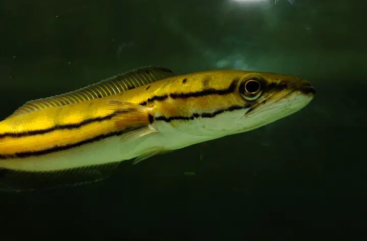 Channa diplogramma photo