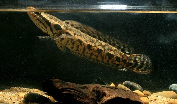 Channa lucius photo