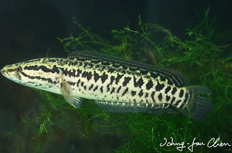 Channa maculata photo