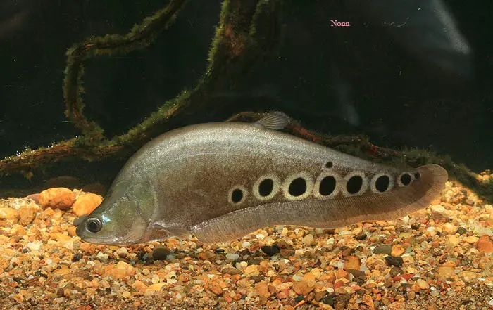 Chitala ornata photo