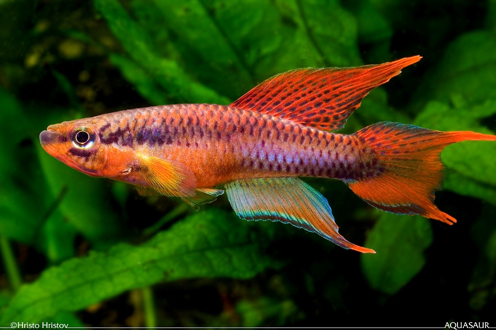 Aphyosemion bitaeniatum photo