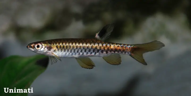 Copella eigenmanni photo