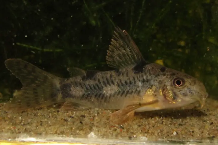 Corydoras carlae photo