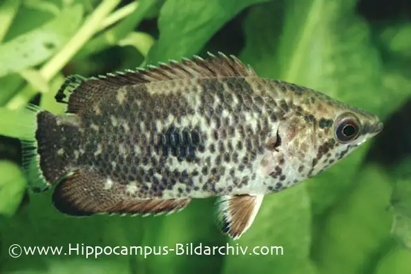 Ctenopoma weeksii photo