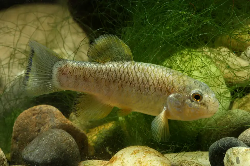 Cyprinodon pachycephalus photo