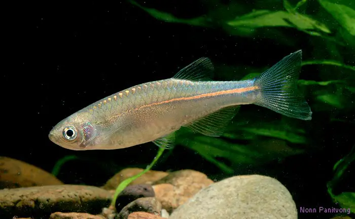 Brachydanio albolineata photo