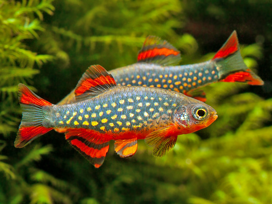 Celestichthys margaritatus photo