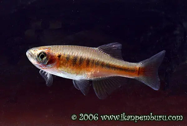Devario apogon photo