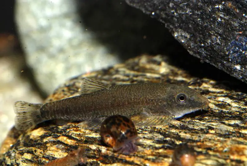 Erromyzon sp. er01 photo