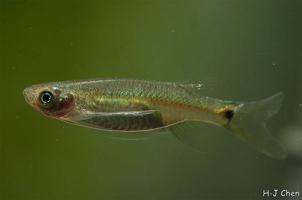 Esomus caudiocellatus photo