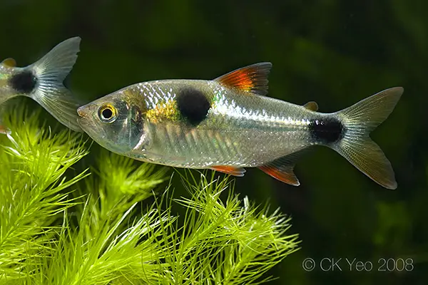 Exodon paradoxus photo