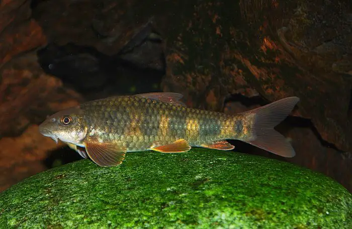 Garra spilota photo