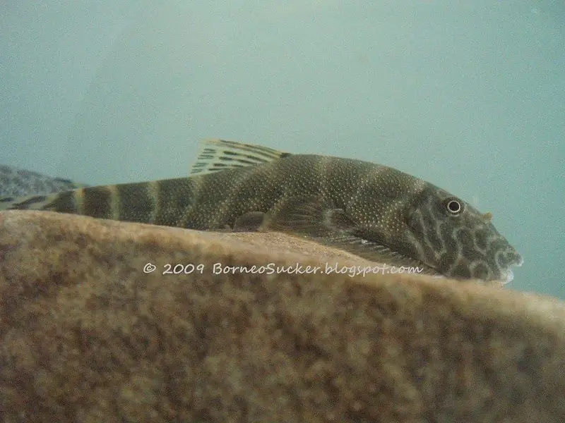 Gastromyzon extrorsus photo
