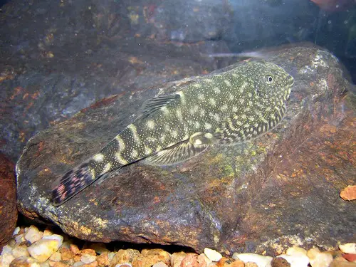 Gastromyzon sp. sk01 photo