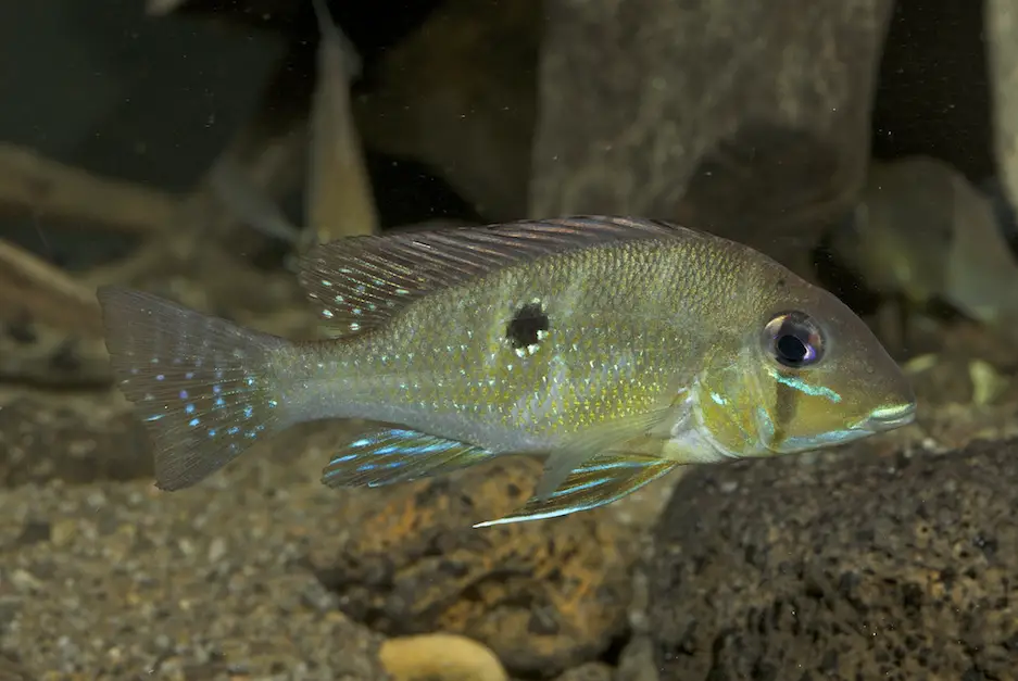 Geophagus argyrostictus photo