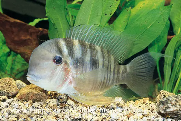 Gymnogeophagus balzanii photo