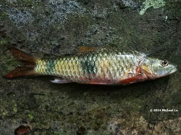 Hampala bimaculata photo